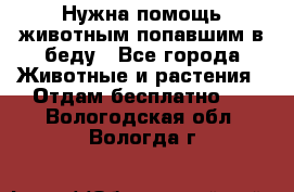 Нужна помощь животным попавшим в беду - Все города Животные и растения » Отдам бесплатно   . Вологодская обл.,Вологда г.